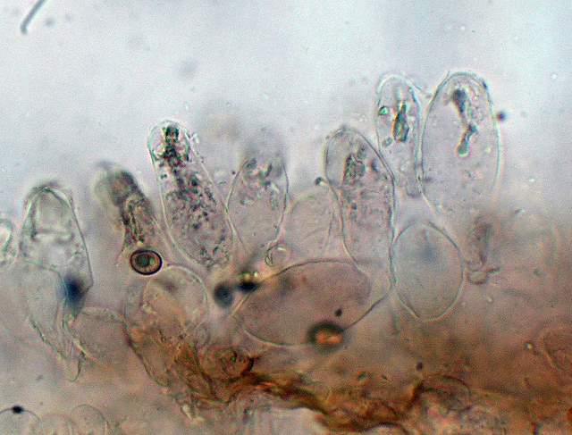Psathyrella hirtosquamulosa   (Peck)   A. H. Smith